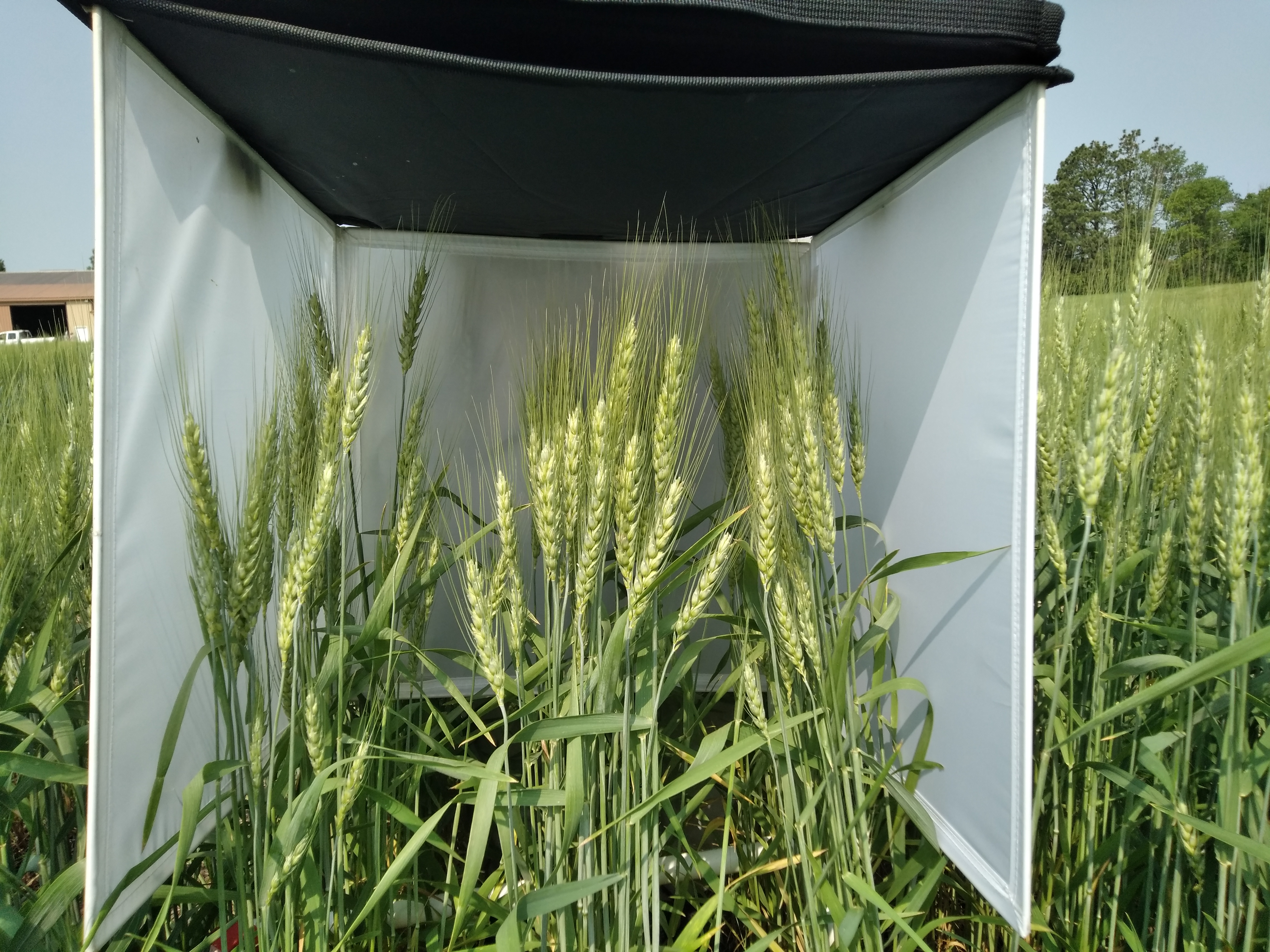 Wheatai V1.0: An Ai-powered High Throughput Wheat Phenotyping Platform